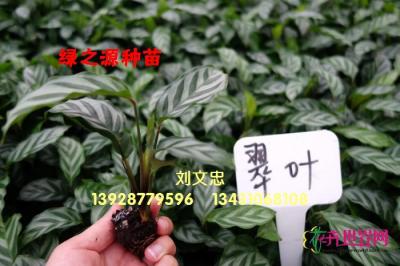 翠叶竹芋