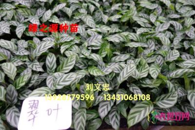 翠叶竹芋